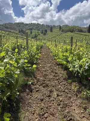 Vineyard rows Marikaj