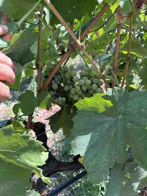 Grapes on the vine at ARVA