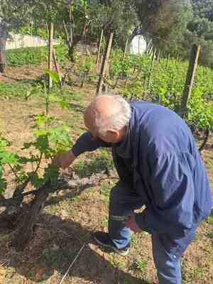 Professor Petraq Sotiri in the vineyard